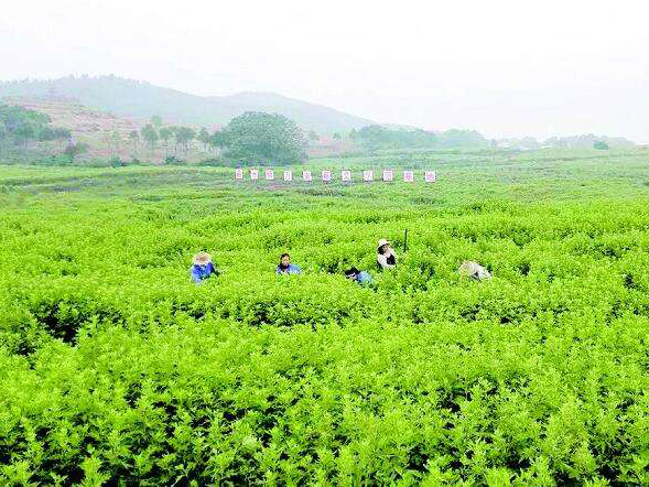 艾草基地